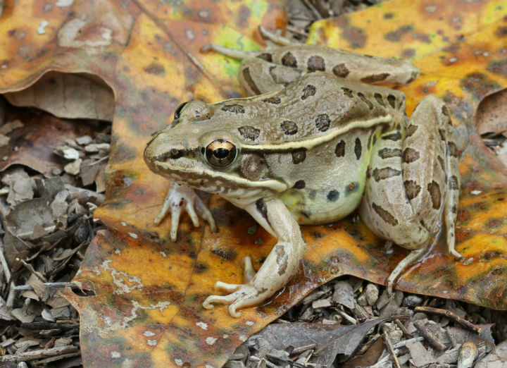 Leopard Frog